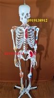 mô hình xương người 170cm có rễ thần kinh và dây chằng