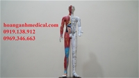 Mô hình huyệt vị 60 cm kèm cơ và nội tạng