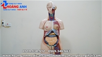 Mô hình giải phẫu nội tạng cơ thể nữ