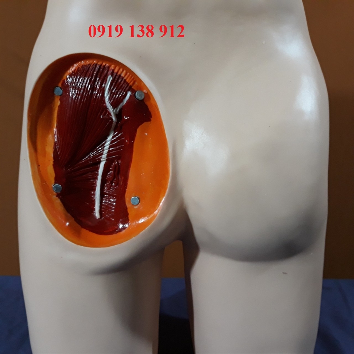 Mô hình mông dùng tiêm bắp sâu