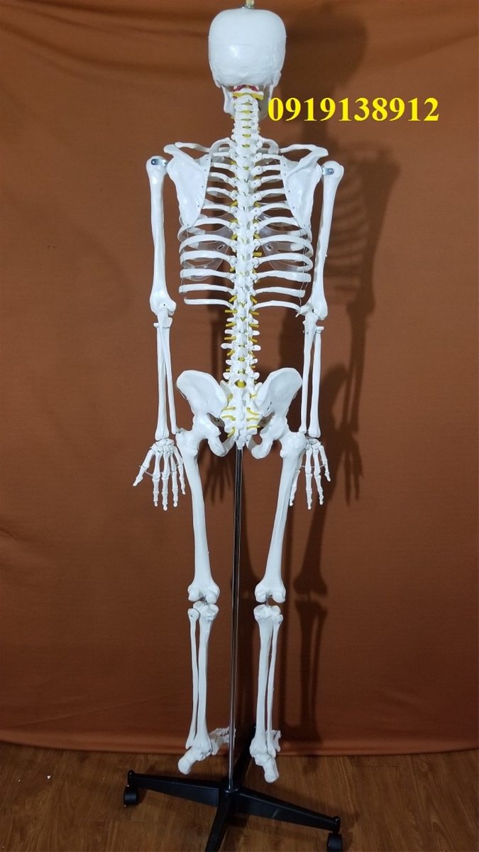 Mô hình xương người 170cm 