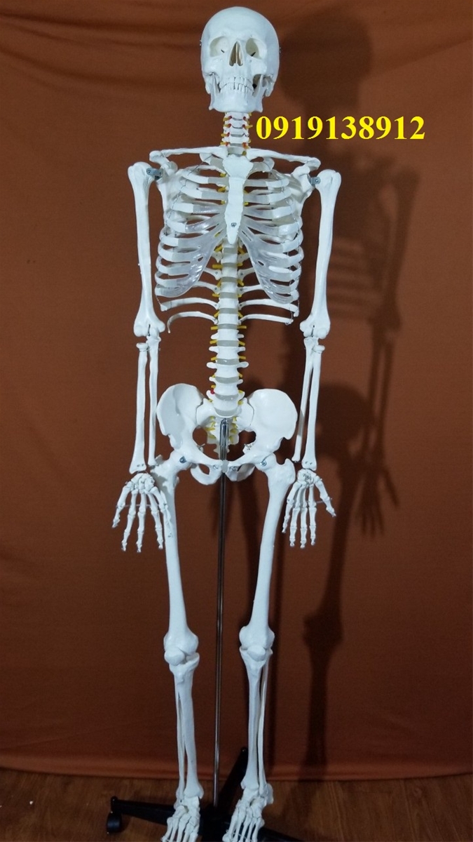 Mô hình xương người 170cm 