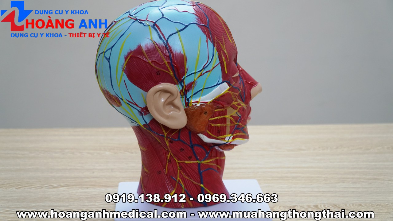 mô hình giải phẫu cơ và thần kinh vùng đầu mặt cổ