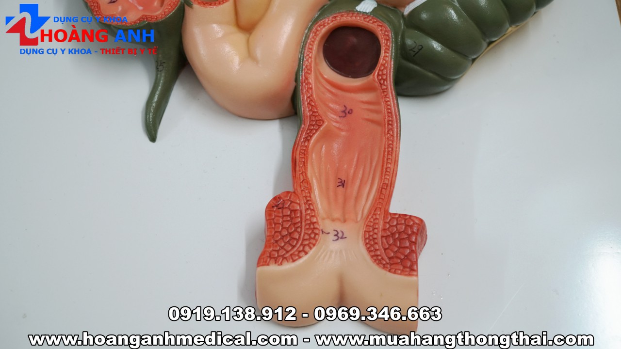 Mô hình hệ tiêu hóa cơ thể người