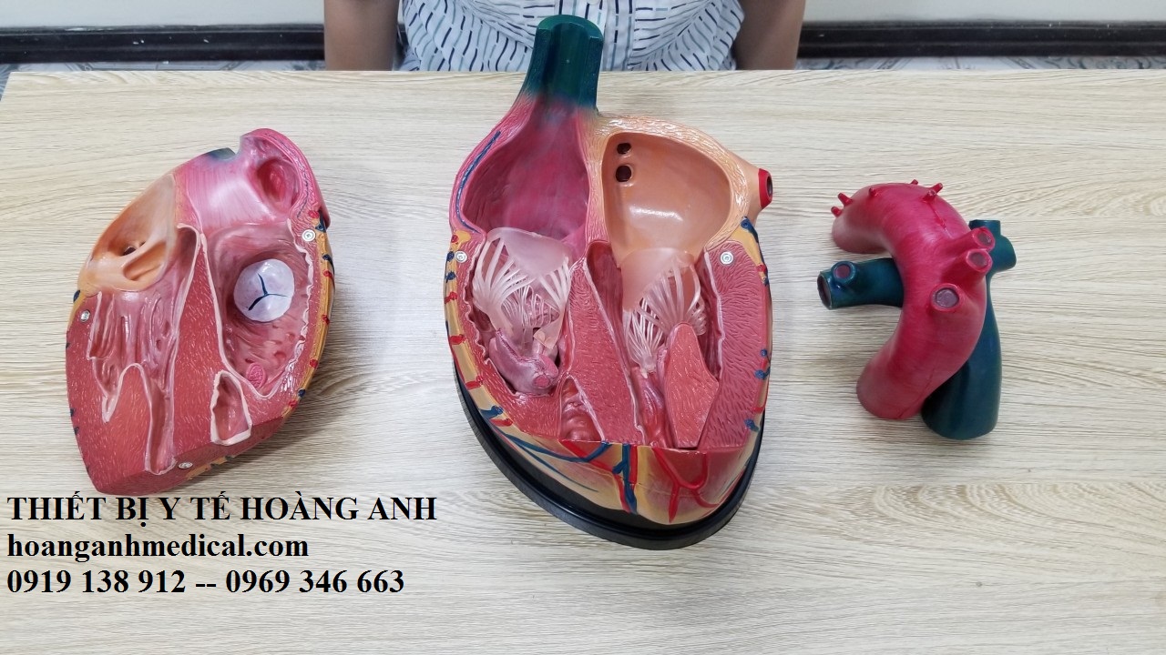 mô hình cấu tạo tim người