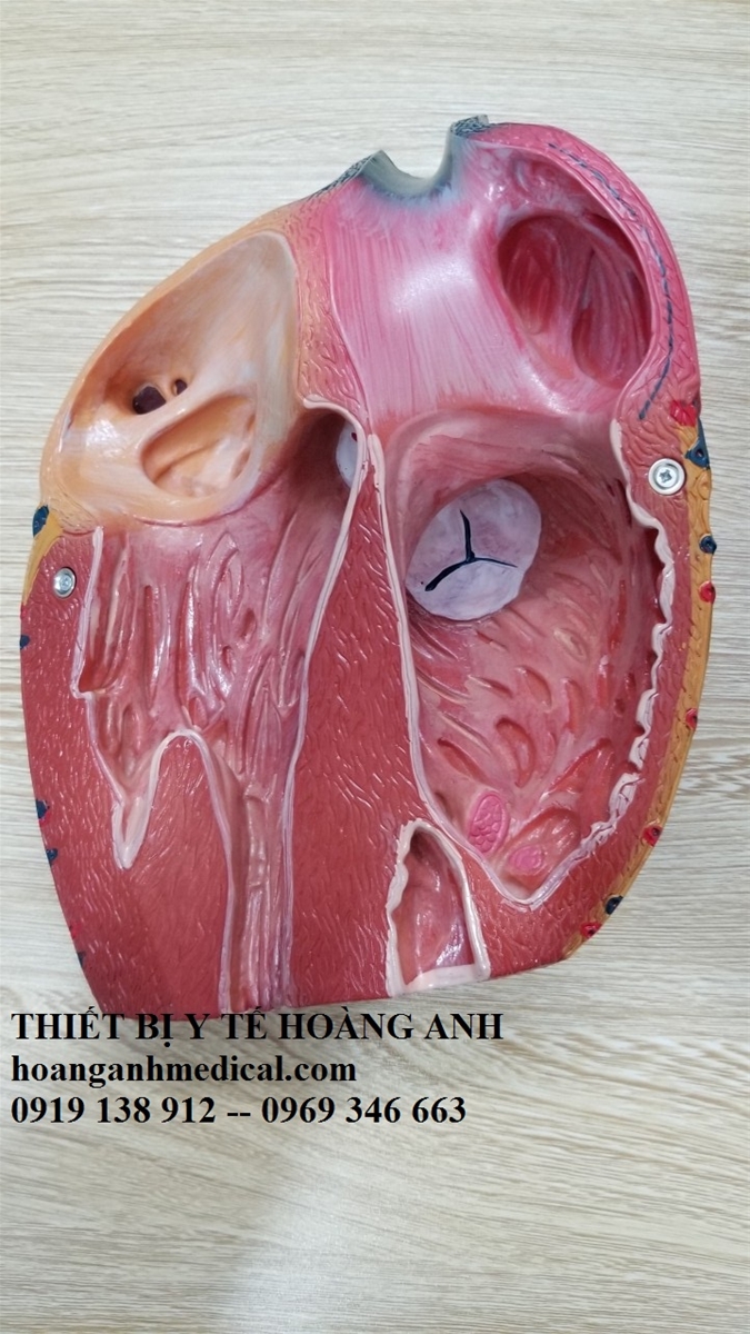 mô hình cấu tạo tim người