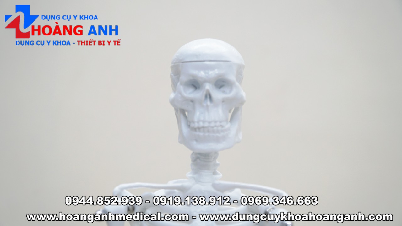 mô hình xương người trưng bày cao 45cm