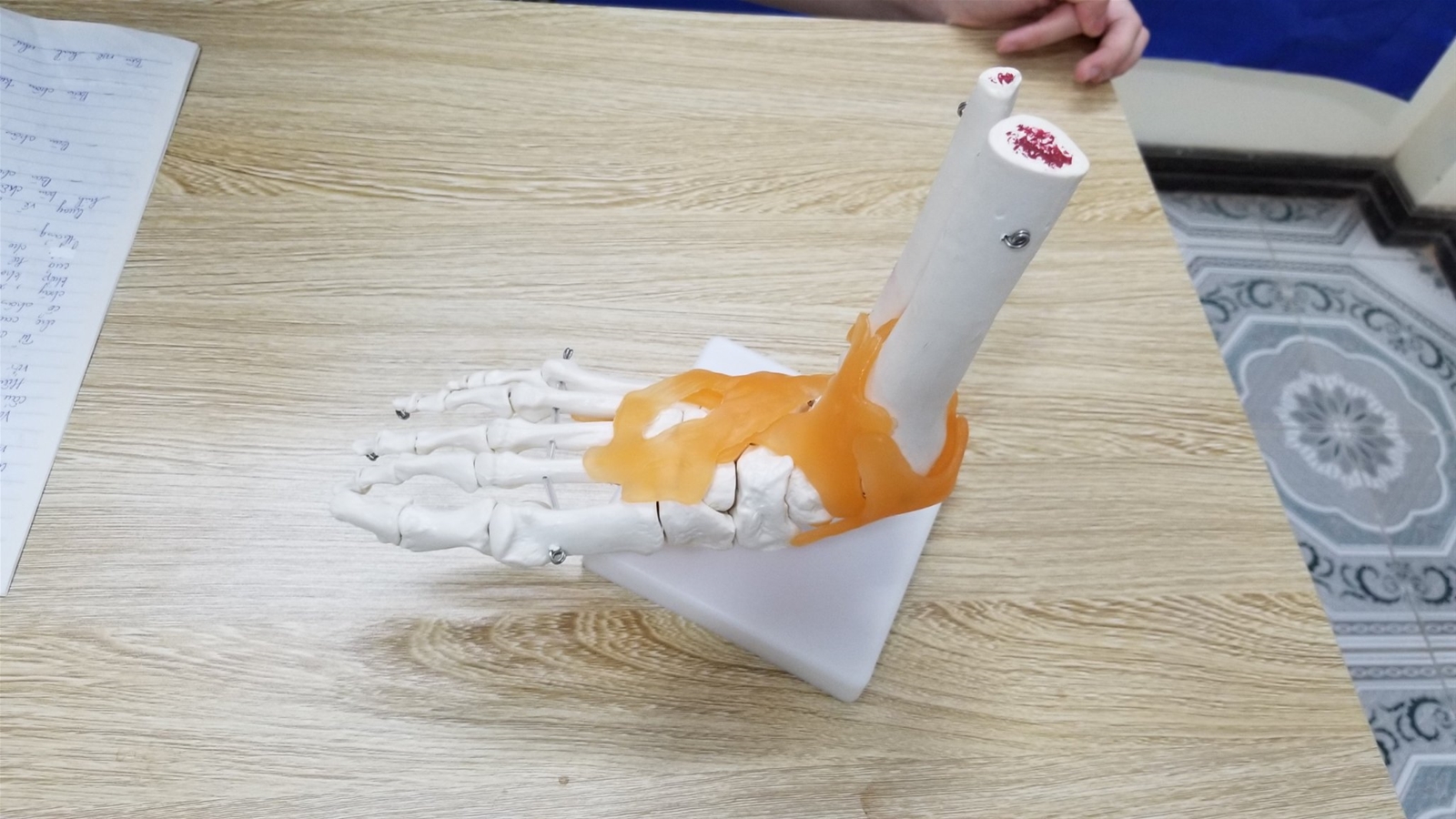 mô hình cấu tạo xương bàn chân người